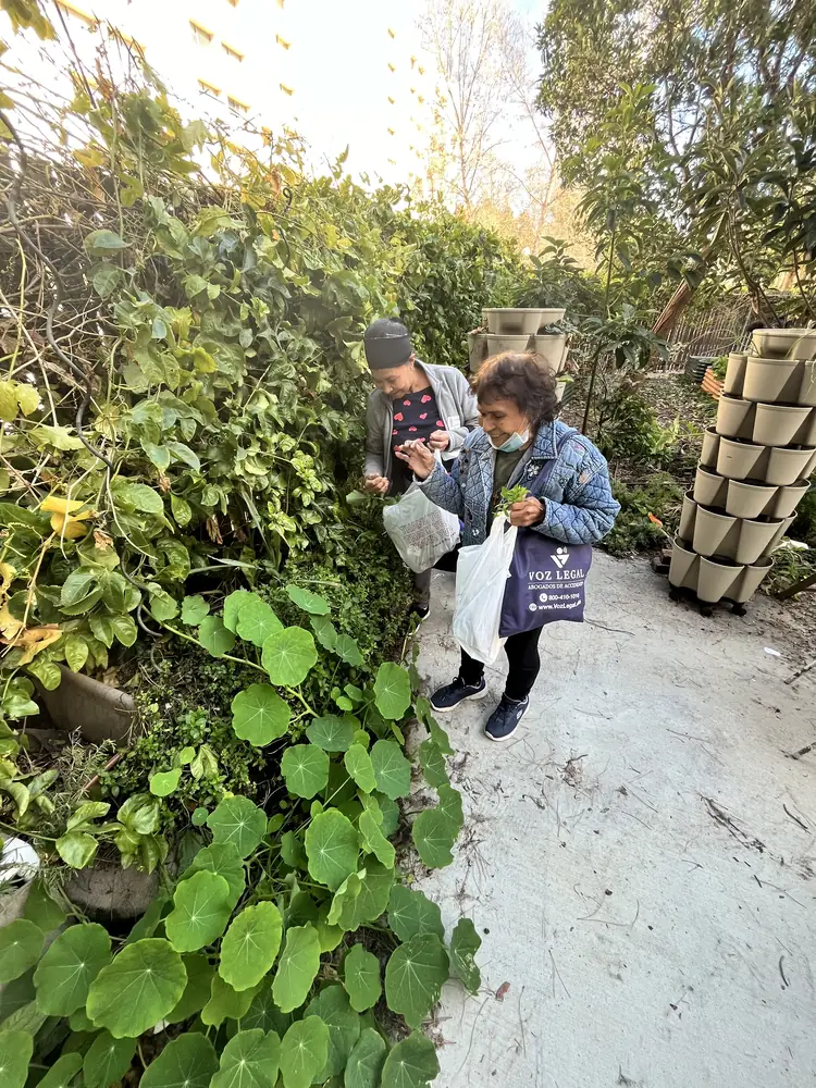 Two women picking herbs and greens along the garden path