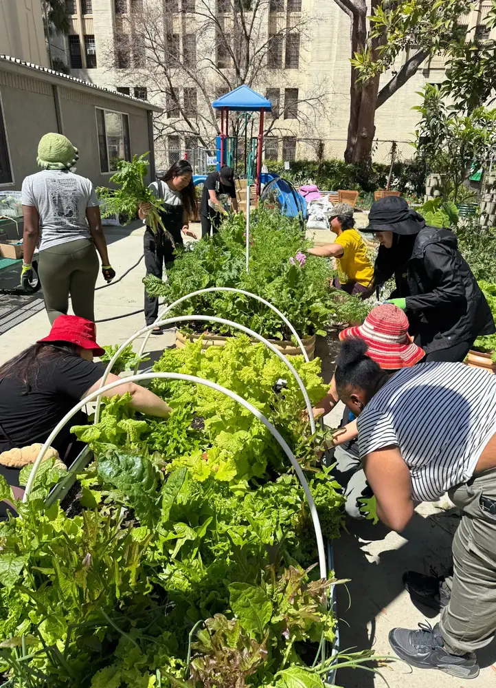 Volunteers harvesting and tending raised beds full of lettuce and greens