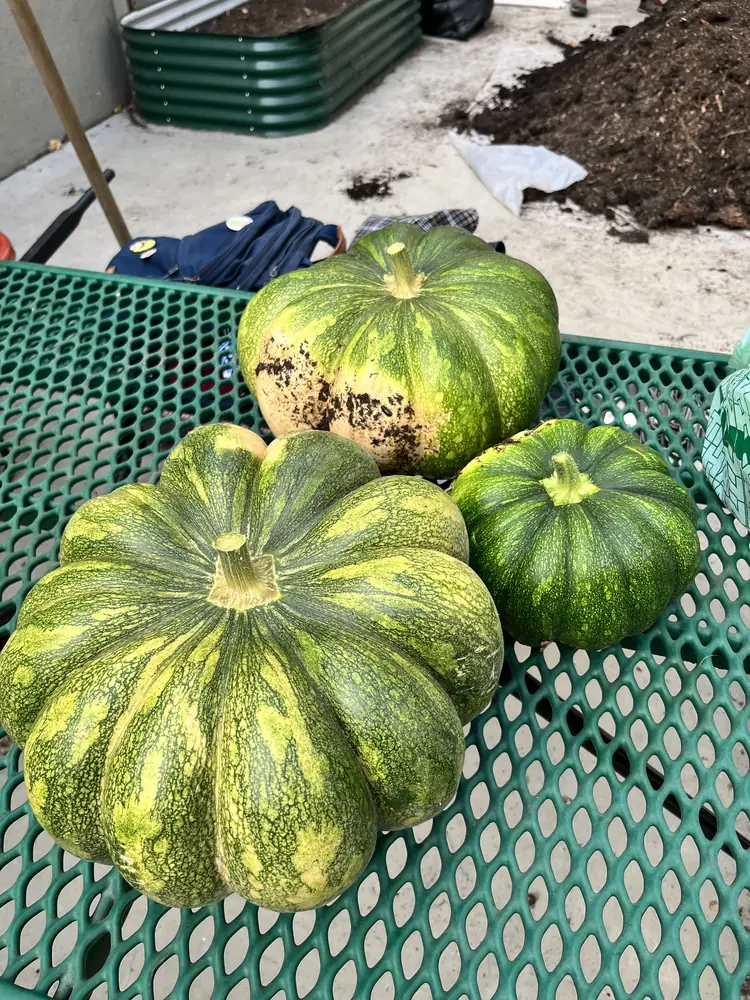 Three freshly harvested green squash on a picnic table